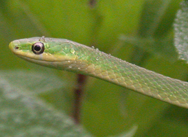 Rough Green Snake